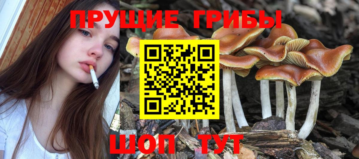 Галлюциногенные грибы Cubensis  где купить наркоту  Волгоград  Псилоцибиновые грибы GOLDEN TEACHER  Вход с VPN 